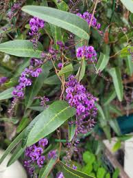 Image result for Hardenbergia