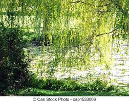 Make sure you water your willow frequently in the first year after you plant it. Uncategorized Akyllus