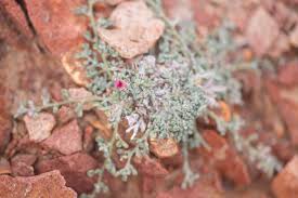 Image result for Indigofera lupatana