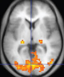 Outsmarting a lie detector may be a notorious skill, one that may involve controlling your. Functional Magnetic Resonance Imaging Wikipedia