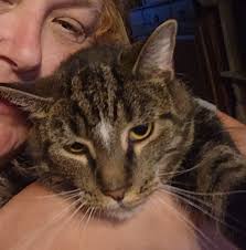 Found cat in Graceton area