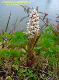 Image result for Zeuxine