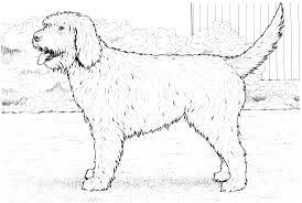 You'll also like these coloring pages of the gallery dogs. Free Coloring Pages Of Realistic Dog Dog Coloring Page Puppy Coloring Pages Labradoodle Drawing