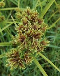 Image result for Eragrostis congesta