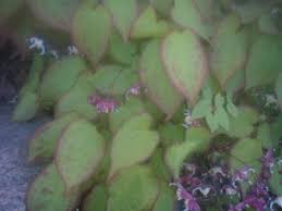 Image result for Pentarrhinum insipidum