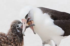 Birds That Start With A P Pin On Ap