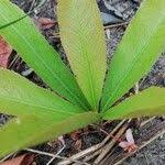 Image result for Brackenridgea