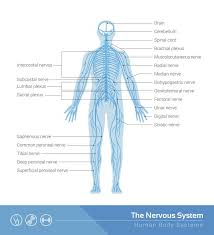 Image result for Peripheral Nervous System