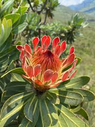 Image result for Protea rupestris
