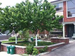 We did not find results for: Dwarf Cherry Tree Or Cherry Shrub Which Is Best For Your Garden