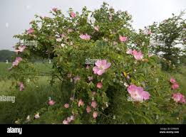 Image result for Momordica corymbifera