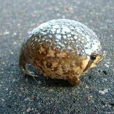 Toadie Guywholikestoads - Profile Pinterest