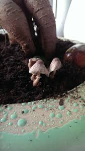 Secondly, the soil should be able to retain nutrients and water for the bonsai to absorb. Yesterday These Mushrooms Grew Out In My Bonsai Tree Pot Soil Was Bought In The Shop Netherlands And The Tree Was Replanted 6months Ago How Could They Get There And What Are