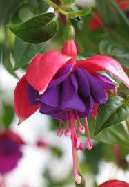 Fuschia Flower Fuchsia Flowers Virtual Flowers Love Flowers