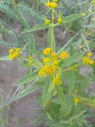 Image result for Flaveria bidentis