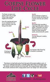 Corpse Flower To Bloom Soon At Botanical Gardens May Happen Only Once A Decade Buffalo Niagaragardening Com