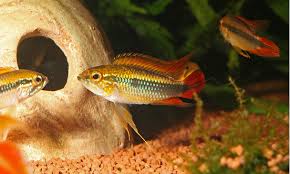 Production as the name implies, these birds are raised to produce large quantities of eggs over a short period of time. Fish Breeding In Aquariums