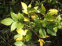 Image result for Fraxinus velutina
