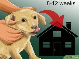 Where to get a puppy. How To Adopt Dogs For Free 12 Steps With Pictures Wikihow