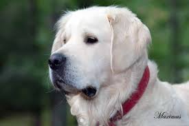 With over 33 years of experience mn english golden, specializes in breeding top quality english crème and european golden retrievers. White English Cream Golden Retriever Puppies Certified Pa Pennsylvania