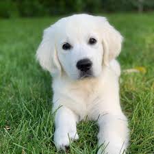 These puppies are so very beautiful! K K Puppies Pet Breeder North Manchester Indiana Facebook 87 Photos