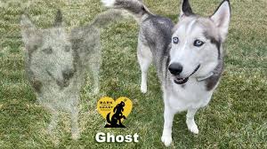 Fundraiser by Kathy N Deets : Bark from Your Heart