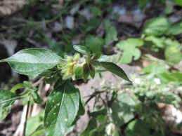 Image result for Phaulopsis sangana