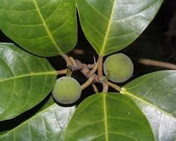 Image result for Ficus laurifolia