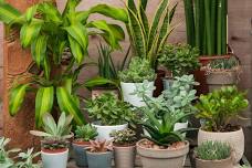 Houseplants - Next Steps