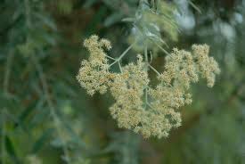 Image result for Buddleja saligna