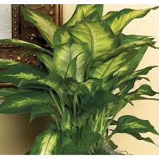 Pin On Plants Places To Plant Them