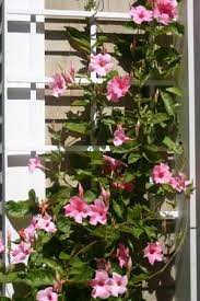 Tropical Plants Back On The Patio Plantas Hermosas Plantas Anuales Plantas