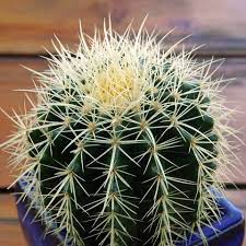 They are plants resistant to drought. 15 Of The Best Types Of Cactus Different Types Of Indoor Cactus Plants And Flowers