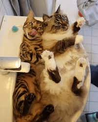 I Guess Ill Go To Work Another Day Funny Cute Cats Cats Cool Cats