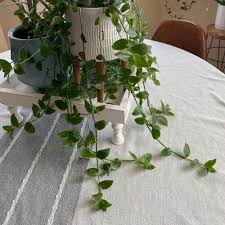 Image result for Commelina zambesica