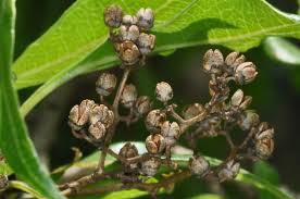 Image result for Xyris natalensis