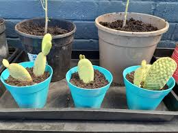 Image result for cactus cuttings