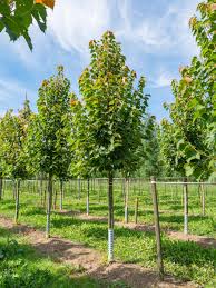 Image result for Tiliacora funifera