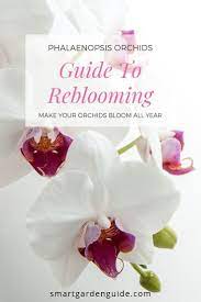 Pin On Growing Orchids