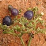 Image result for Gaertnera paniculata