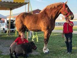 His owner, jerry gilbert, says big jake weighed 240lbs when he was born and now tips the scales at a mighty 2600lbs. A Gentle Giant World S Tallest Horse Dies Milwaukee Wi Patch