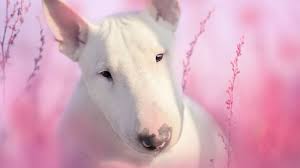9 Solid Facts About Bull Terriers Mental Floss