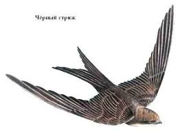 Результат пошуку зображень за запитом "стриж"