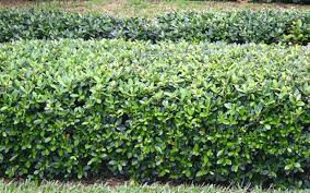 Image result for Grewia microcarpa