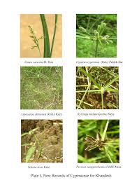 Image result for Pycreus sanguinolentus