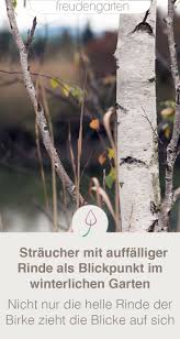 Farbenfrohe Baume Und Straucher Fur Den Winter Straucher Garten Garten Gestalten Pflanzen
