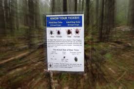 More Ticks With Lyme Disease In Pa Today Penn State Study Finds Whyy