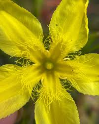 Image result for Menyanthaceae