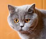 British Shorthair - Cat Breeds - Purina Australia