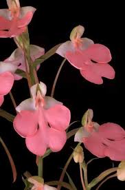 Image result for Habenaria disparilis